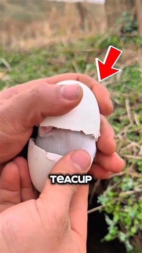 This tiny teacup dog proves size means nothing when it comes to loyalty 🐶❤️