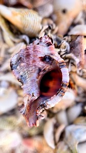 16K views · 334 reactions | Can you believe this beauty?! ⬇️ . I...