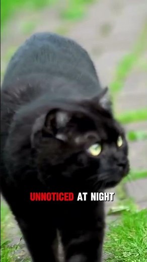 The Dark History of Black Cats and Witchcraft: A Medieval Folklore Tale