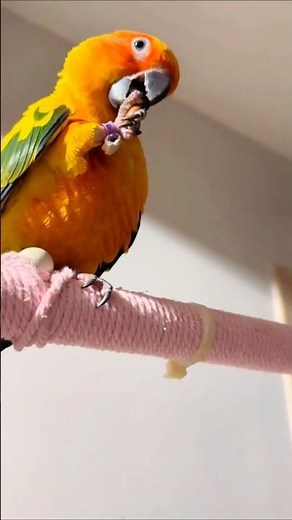 How Conures Eat​ [Pure Bird Joy] #birds #asmr #parrot #shorts #viral #viralvideos #viralshorts