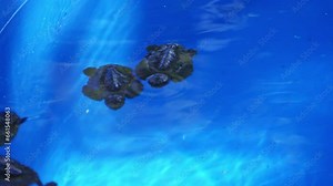 Two adorable baby turtles gracefully swim in the confined waters of a tank, doubling the charm of youthful aquatic life.