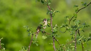 Slow Motion Grasshopper Warbler Singing On Stock Footage Video (100% Royalty-free) 3783783443 | Shutterstock