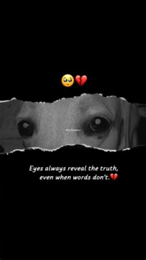 🥹❤️‍🩹 #dogvideos #reelitfeelit #doglove