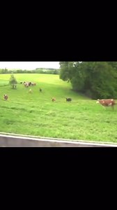 361K views · 10K reactions | Rescued from a life of hardship, these cows are now grazing freely on lush grass for the first time. Their transformation is a testament to the power of kindness and compassion. Let's celebrate the good humans who made their rescue possible. Their joy is contagious! #cows s #cowsmakemehappy #dairy #veganfortheanimals #dairyfree #vegangreenplanet | Vegan Green Planet | Facebook
