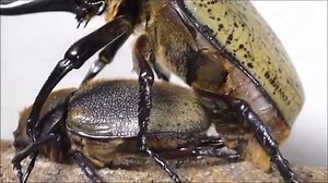 4M views · 13K shares | The life cycle of a Hercules beetle is...