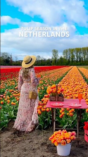 Best Tulip Field Near Amsterdam You Can Actually Walk Through 🌷