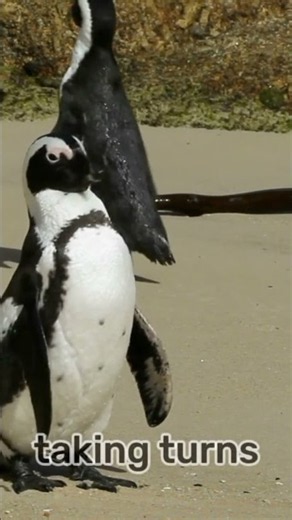 7 Amazing Penguin Facts That Will Surprise You! 🐧❄️