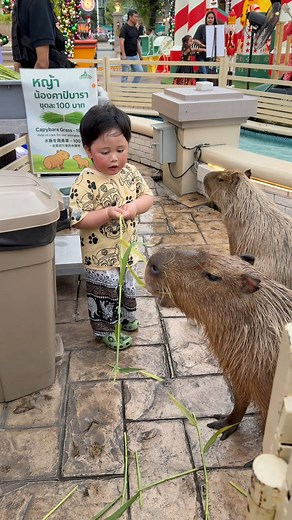 Feeding the pets 🐾 | Baby Meteor