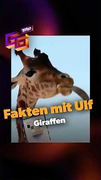 Warum hat eine Giraffe eine blaue Zunge? 🦒🤔 #faktenmitulf