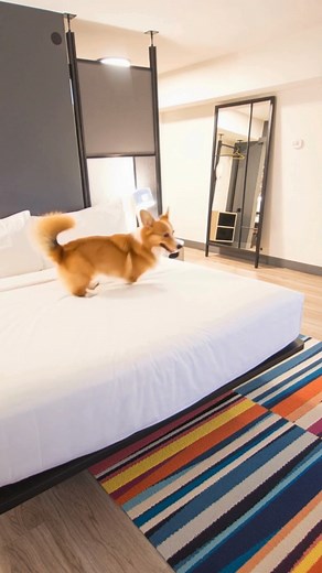 🐾 Your furry travel buddy deserves the VIP treatment too. Our Paws and Play package includes everything for a tail-wagging stay: water bowl, treats, frisbee, play toys, and more. Because business trips are better with your four-legged assistant. *One pet up to 40lbs welcome per room. 🔹 Learn More & Book Your Stay: ⬆️https://loom.ly/2KoW0CY 📱1 847-259-5000 | Aloft Chicago Schaumburg