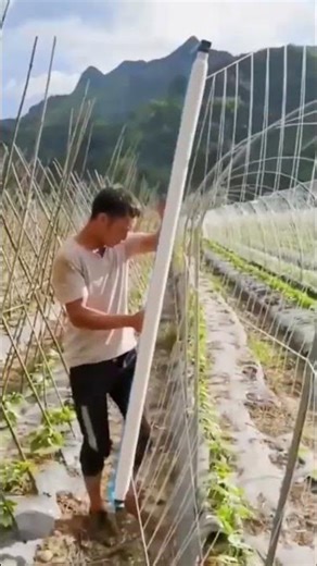 Plant trellis installation techniques #farming #shorts