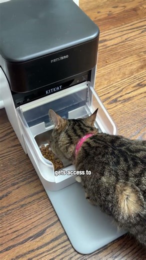This Feeder Only Opens for Your Cat 🤯