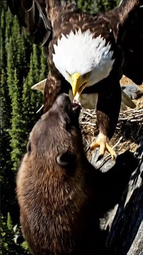 Eagle vs Wolverine | Brutal Forest Cliff Battle (4K Cinematic HDR Wildlife)