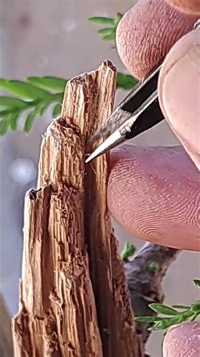 Deadwood Redwood #yamadori