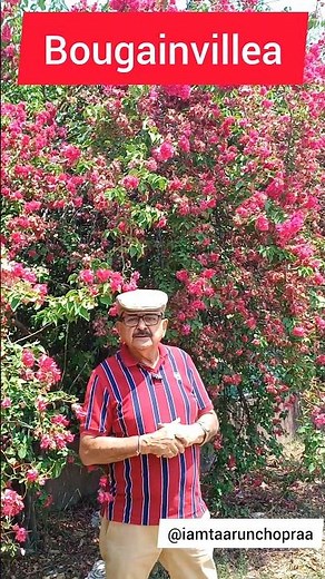 The Bougainvillea - Your Go-To Perennial for Easy Growth and Abundant Flowers! #bougainvillea
