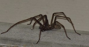 North East house spider invasion: The truth behind the myths