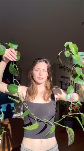 How do I make my Pothos look fuller? 🌱 CHOP! ✂️The more nodes, the better! Each node has the ability to start a new plant. When you include many nodes in one pot, it creates a fuller look! #plantmom #houseplants #plantsmakepeoplehappy #propagation #pothoshacks | May's Houseplants