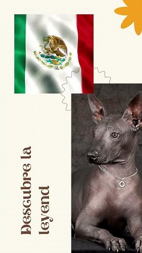 Xoloitzcuintle – Todo sobre el perro sin pelo Azteca | Terránea