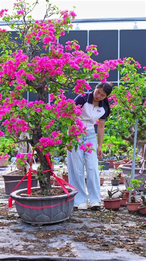 Cách tỉa và làm đẹp hoa giấy bonsai trong 3 bước