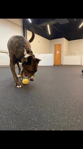 1.1K views · 11 reactions | As one of the longest stay dogs in APA!’s care, we’re making sure Clef’s adopter is set up for success. From free behavior follow up to private agility training with Every Dog Behavior and Training Clef is going to have outlets for his brain and his energy! Learn more about him here: https://www.austinpetsalive.org/adopt/dogs/apa-a-69440 | Austin Pets Alive Long Stay Dogs | Facebook