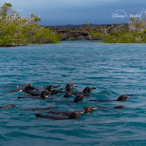 For banded penguins, hunting is a team sport. And they're champions at it! #SecretsOfThePenguins is now streaming on Disney and Hulu. | National Geographic Animals