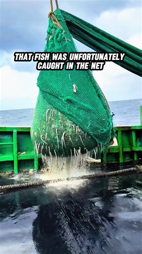 That fish was unfortunately caught in the net#fishing #sea #rare #fish #ocean