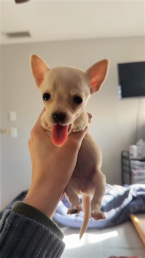 Hannah + Belly on Instagram: "I miss how tiny she used to be 😭 • • • • • • • • #rescuedog #puppy #rescuepup #puppylove #ilovemyrescuedog #rescuedogsofinstagram #puppyofinstagram #puppiesofinstagram #dogsofinstagram #disableddog"