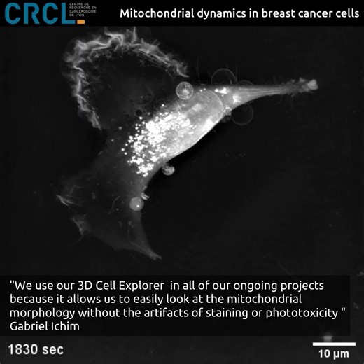 Feature Client : 𝗦𝗲𝗲𝗶𝗻𝗴 𝗰𝗲𝗹𝗹𝘀 𝗹𝗶𝗸𝗲 𝗻𝗲𝘃𝗲𝗿 𝗯𝗲𝗳𝗼𝗿𝗲