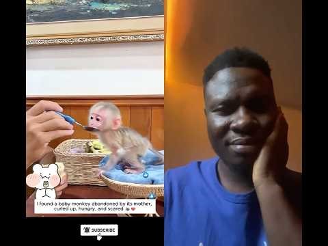 Emotional 🥲 Animal Rescue #babymonkey #duet #shorts #viralshorts