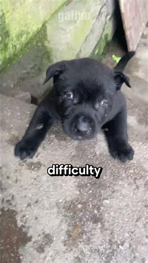 Difficulty climbing stairs, no milk for him