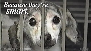 Ever wonder why dogs are so often used in experiments? The answer is heartbreaking. | PETA (People for the Ethical Treatment of Animals)