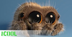 Roztomilý pavouček Lucas se vrací! Tentokrát škádlí ledního medvěda