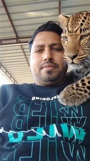 how a leopard 🐆 attack ll #animals