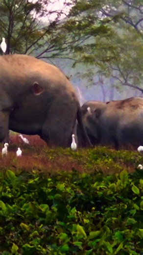 Elephant Terror #animalattack #elephantattack #highlights