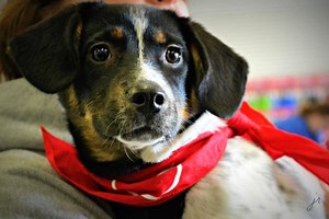 Adoptable Pets: Yellow Lab, Jack Russel Terrier, Mix Puppy Needs a Home