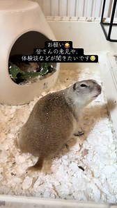 リチャードソンジリスの脱臼で手術以外の治療法は？体験談を募集中