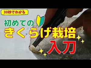 【30秒でわかる！きくらげ栽培の始め方】