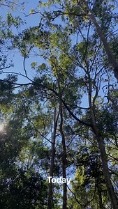 What an incredible day—surrounded by fellow bat enthusiasts, meeting the passionate carers who rehabilitate injured bats, and even spotting a platypus! Grateful for the chance to connect, learn, and share these stories ahead of the International Bat Research Conference. And it hasn’t even officially started yet! #ibrc2025 #cairns #australia #bats #conference #cupfilled | Ben Paris - NZ Batman