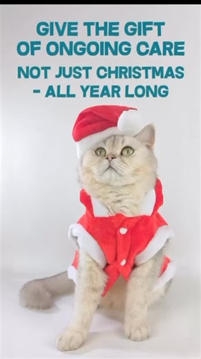 2Feet4Paws Vet(&Exotics)Clinic on Instagram: "Love them. Protect them. All year long. Our Ultimate Arabian Leopard membership is the ultimate preventative care plan for your dog or cat - designed to save you money while keeping your pet healthier and happier. 🐾 ✔ Unlimited consultations with our vets ✔ Annual core vaccines included ✔ Free wormers for the year – dispensed quarterly • Includes 4 nurse health checks & nail clips 🧡15% off: • Procedures & diagnostics (X-rays, ultrasounds) • Medicat