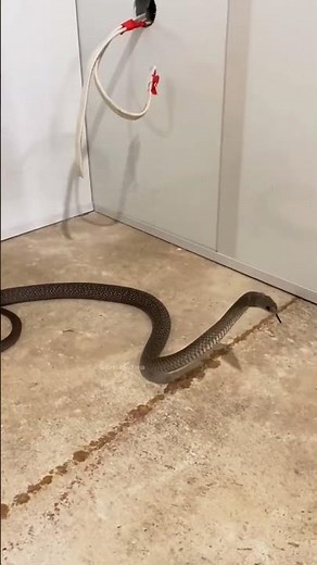 Agitated Eastern Brown Snake #snakevideo #animals #naturelovers #cobra #wildanimals #wildlife