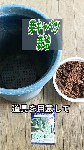 芽キャベツ 種まき～収穫 植木鉢で【栽培】