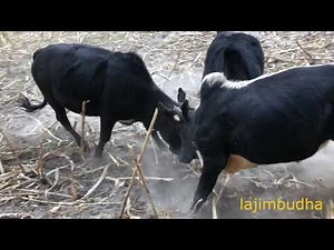 himalayan bull fight || bull fight || bull battle || bull rumble ||