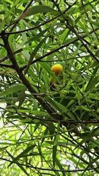 "The Superb Green Parrot"