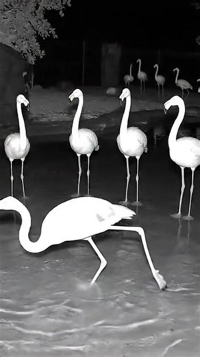 flamingo slipped and fell #flamingo #cctv #funny