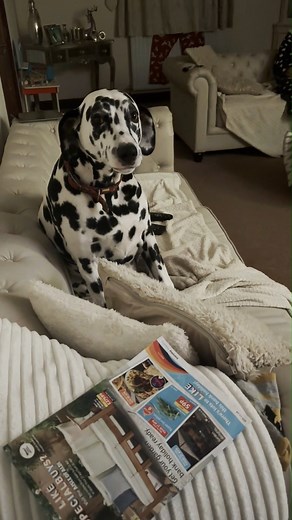 3.8K views · 540 reactions |  When Angelo the Dalmatain 'talks', you...