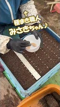 【1分11秒】メロン種まきの全工程｜発芽率99％を出す現場のコツ：北海道 富良野 メロン農家の寺坂農園