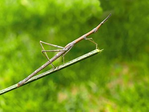 Stick Insect