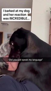 When you bark at your dog and they start arguing back 🐶😂 #FunnyDogs #DogComedy #PuppyHumor #DogOwners #DogLife | Dogs care