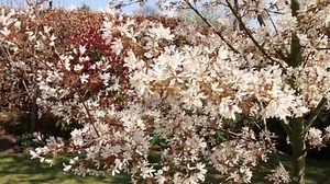 Amelanchier arborea, Robin Hill tree in flower