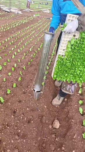 Revolutionizing Farming: The High-Efficiency Handheld Seedling Transplanter